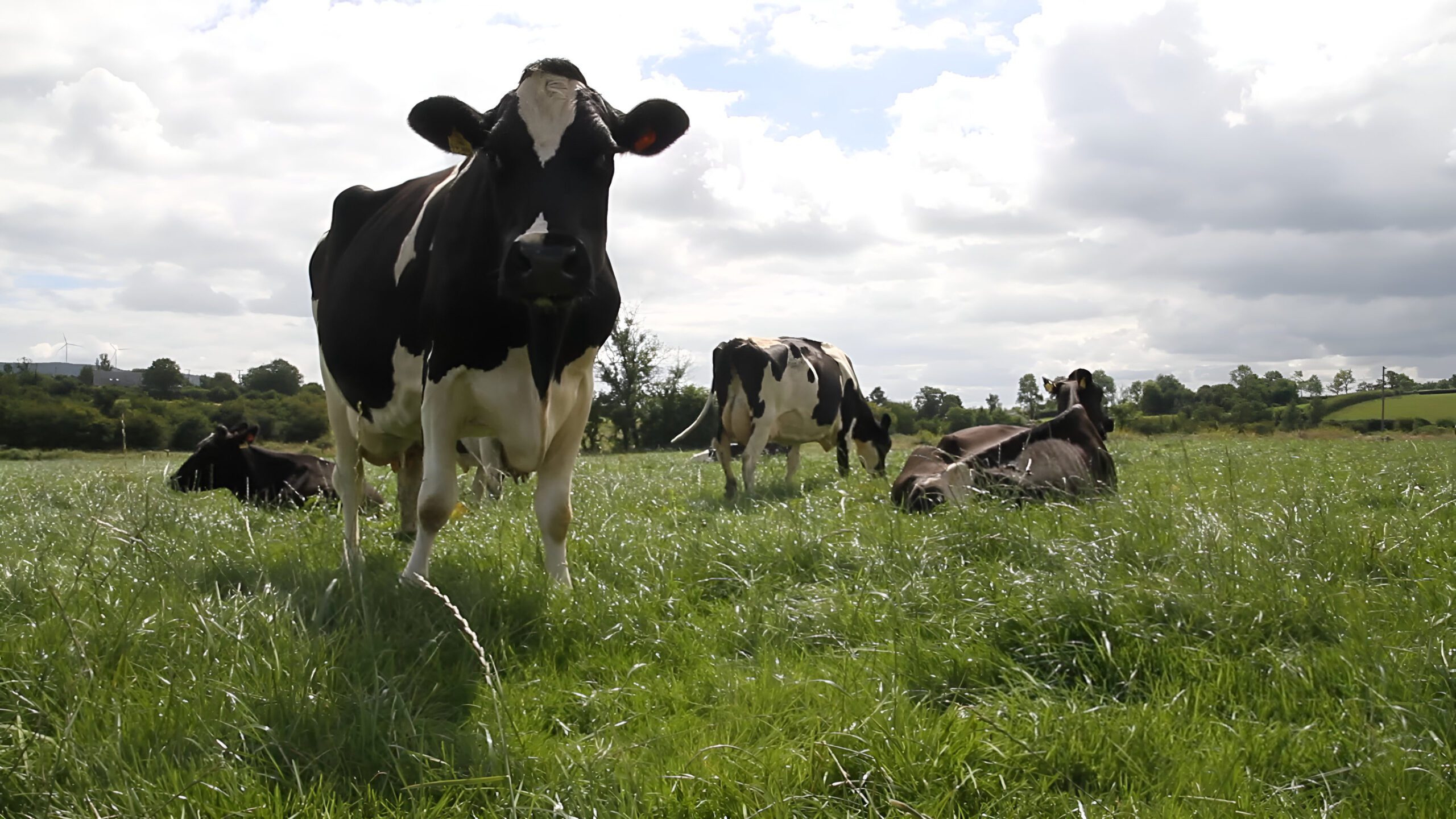 cows in long grass field